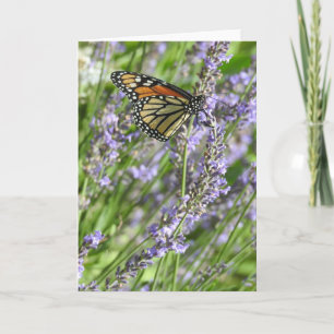 Tarjeta Mariposa Monarca en un Campo de Lavanda en Blanco