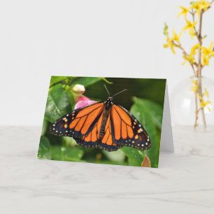 Tarjeta Mariposa Monarca Fotografía de Naturaleza Tarjet