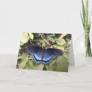 Tarjeta Mariposa morada de manchas rojas, Ohio