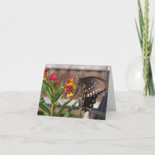 Tarjeta Mariposa negra