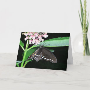 Tarjeta Mariposa Nocturna Cola de Golondrina Negra en Shen
