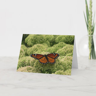 Tarjeta Mariposa Viceroy Hermosa Fotografía de la Naturale