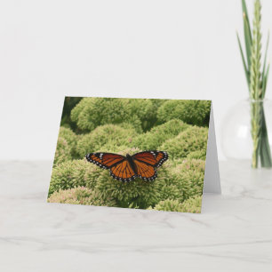 Tarjeta Mariposa Viceroy Hermosa Fotografía de la Naturale