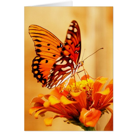 Tarjeta Mariposa y Zinnia