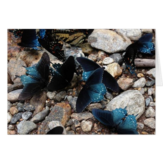 Tarjeta Mariposas