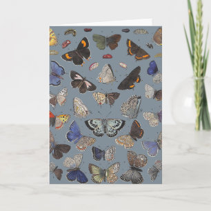 Tarjeta Mariposas, 1842