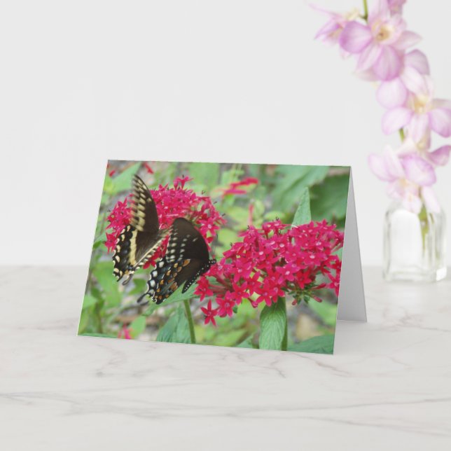 Tarjeta Mariposas de cola torta en flores rojas de penta (Orquídea)