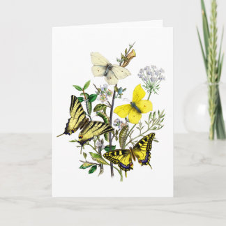 Tarjeta Mariposas de Swallowtail del tigre