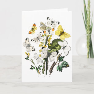 Tarjeta Mariposas europeas antiguas