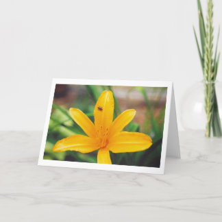 Tarjeta Mariquita