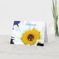 Mariquita en la margarita blanca