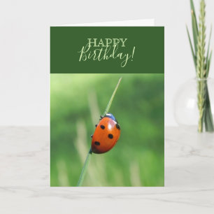 Tarjeta Mariquita en una hoja de hierba