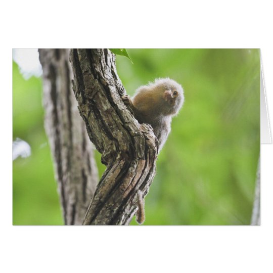 Tarjeta Marmoset enano