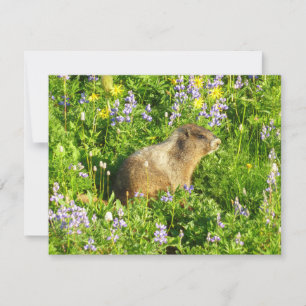 Tarjeta Marmot en Mont Rainier Wildflowers