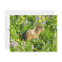 Marmota en flores silvestres del Monte Rainier