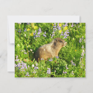 Tarjeta Marmota en flores silvestres del Monte Rainier