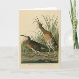 Tarjeta Marsh Hen de agua salada - Aves de América de Audu