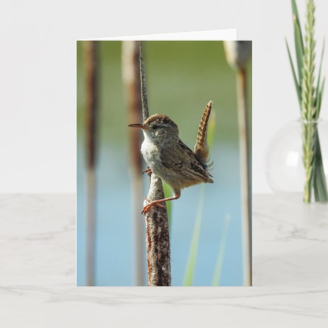 Tarjeta Marsh Wren Notecard (Anverso)