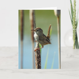 Tarjeta Marsh Wren Notecard