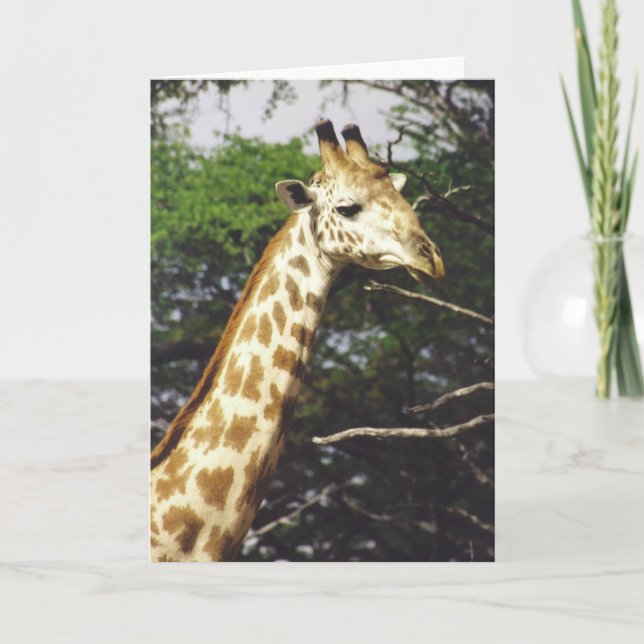 Tarjeta Masai de Twiga (jirafa del Masai) (Anverso)