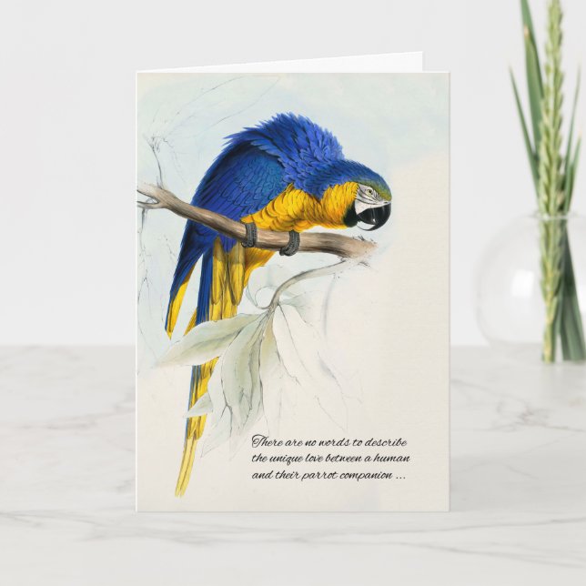 Tarjeta Mascota de pájaro Simpatía Loro de Macao azul y or (Anverso)