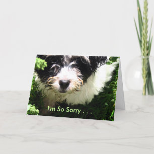 Tarjeta Mascota Simpatía - Cachorro habanés.