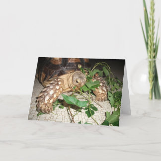 Tarjeta Mascota Sulcata Tortoise Huelgas