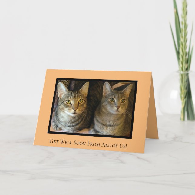 Tarjeta Mascotas Cuidados Gatos Kitty Loro Alegre Pronto S (Anverso)