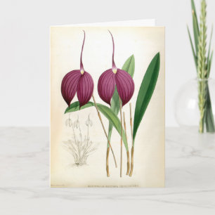 Tarjeta Masdevallia Harryana