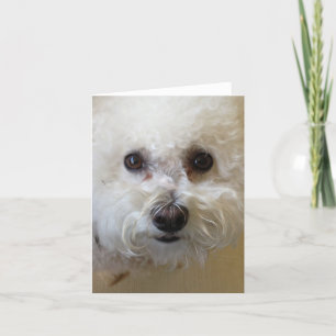 Tarjeta Mattie - Bichon Frise NoteCard