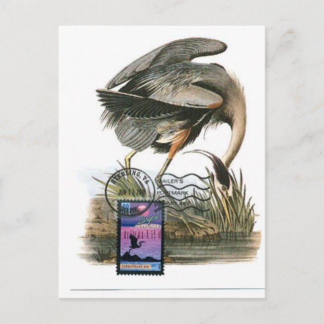Tarjeta máxima Audubon de la garza azul grande (Anverso)