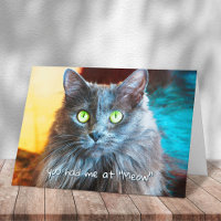 Me tuviste en audacia de fotografía de gato grisác