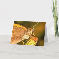 Meadow Brown Hermoso Arte de Mariposa