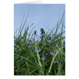 Tarjeta Meadow de flores silvestres