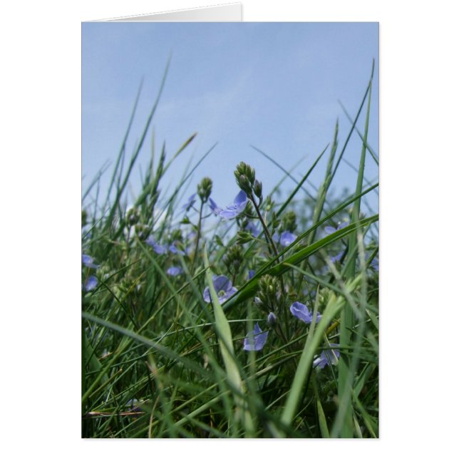 Tarjeta Meadow de flores silvestres (Frente)
