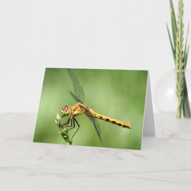 Tarjeta Meadow Hawk Notecard (Anverso)