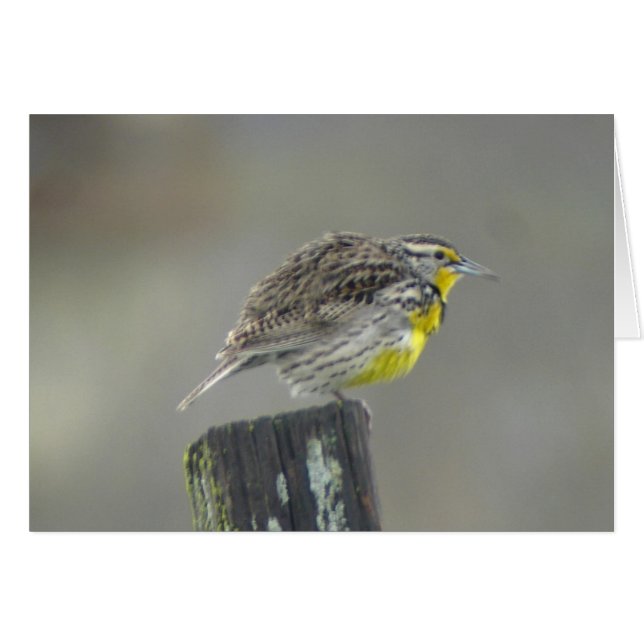 Tarjeta Meadowlark Occidental (Anverso (Horizontal))