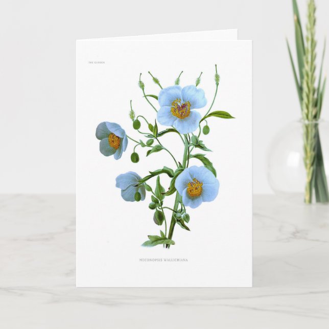 Tarjeta Meconopsis (amapola azul) (Anverso)