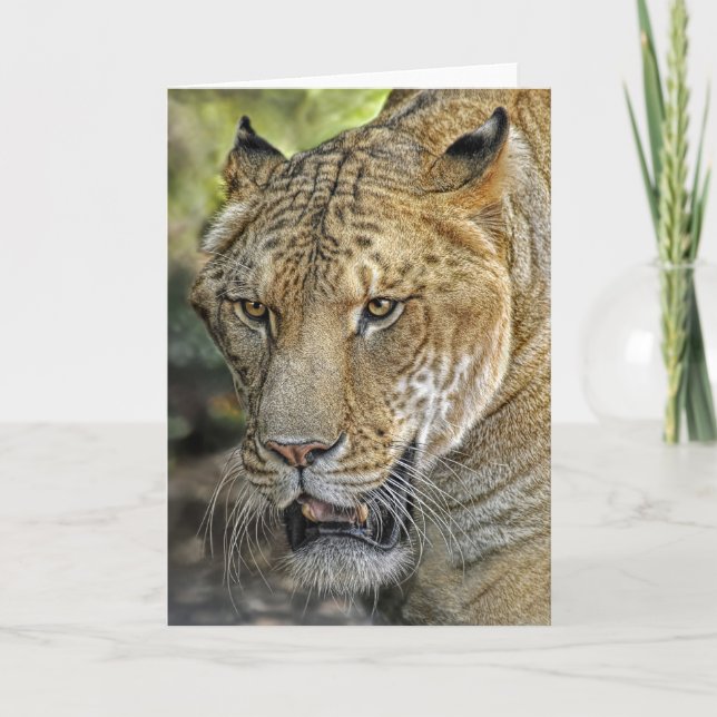 Tarjeta Medio tigre Liger (Anverso)