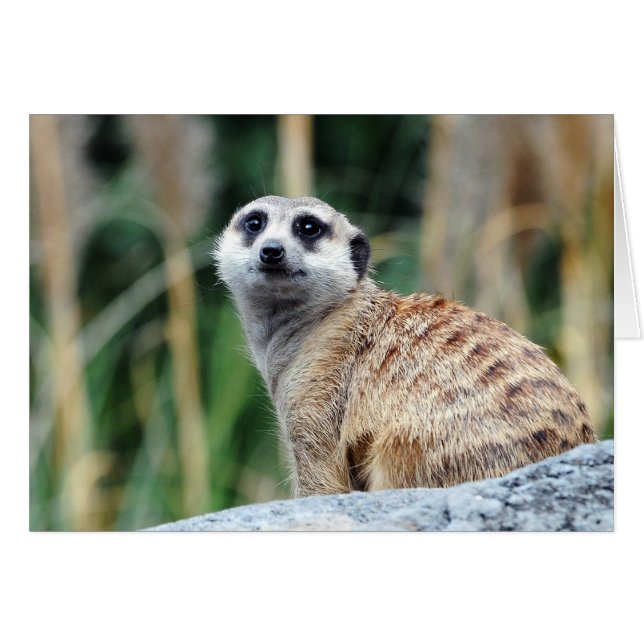 Tarjeta Meercat (Anverso (Horizontal))