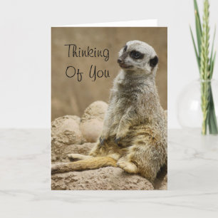 Tarjeta Meerkat