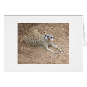 Tarjeta Meerkat de salón