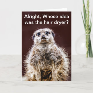 Tarjeta Meerkat del brushing