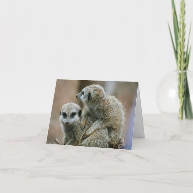 Tarjeta Meerkats (Anverso)