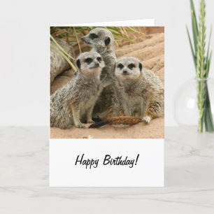 Tarjeta Meerkats en la mira