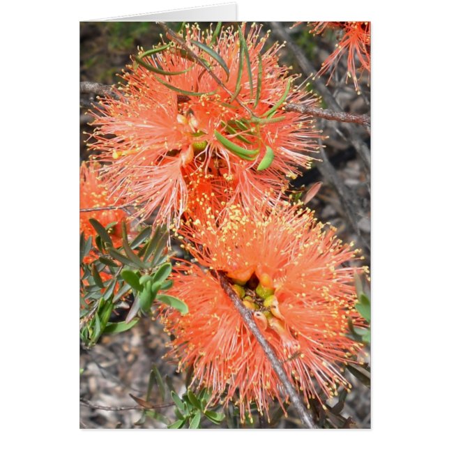 Tarjeta Melaluca Blank (Frente)