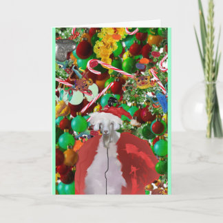 tarjeta melenuda del gOATMaS