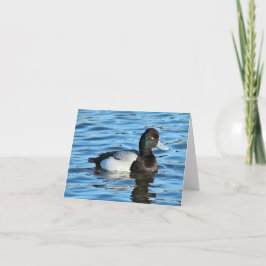 Tarjeta Menos Scaup - Drake de pato de glúteo