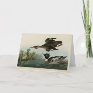 Tarjeta Merganser de pecho rojo, los pájaros de América de
