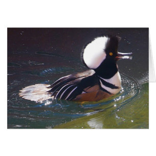 Tarjeta Merganser Hooed